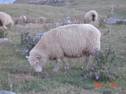 Sheep @ Otago Peninsula