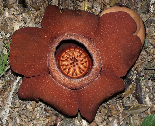 Bua Phut (บัวผุด), Rafflesia kerrii