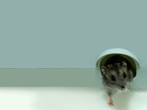 フリー写真素材|動物|哺乳類|ネズミ上科|ハムスター|