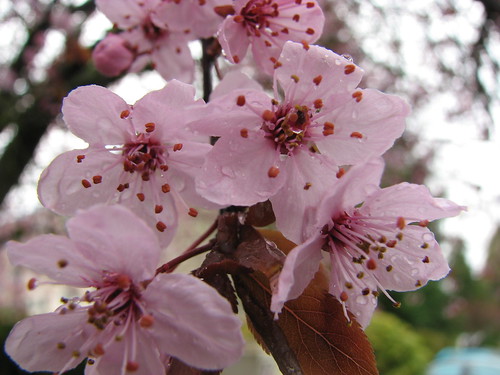 Wet Cherry Blossoms