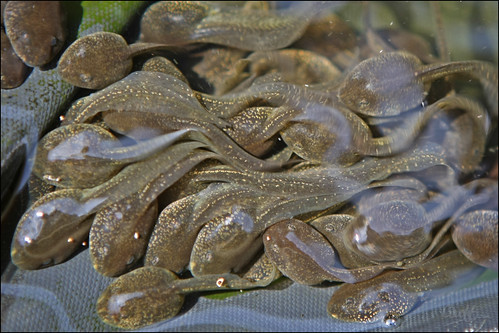 Pictures Of Frogs And Tadpoles. pond frog frogs tadpoles