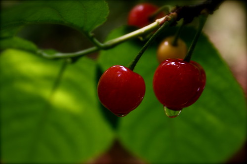 Cherries after Rain