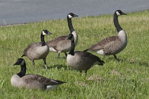 11-Geese2-3335