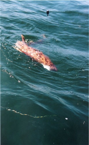 florida keys sharks. nurse shark, Florida Keys