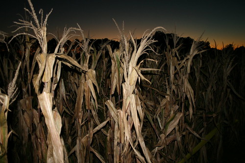 corn maze — oct 21