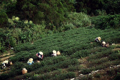 Tea Farmers