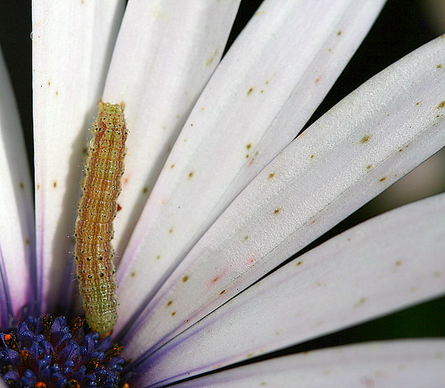 Inch worm on flower