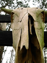 Skull in Dolen, Texas, USA