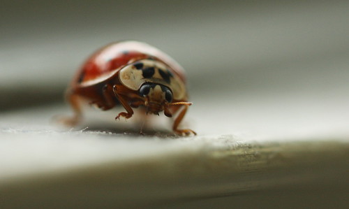 do the ladybug dance!
