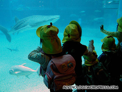 School kids gawking at the whale shark