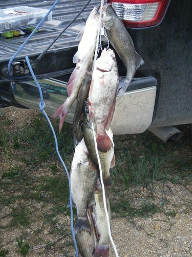 Fishing Eat What You Catch