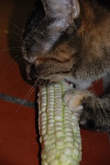 Amelie, ferocious corn eater