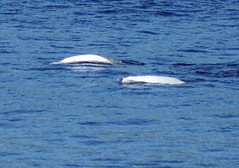 DSC02570 Beluga with calf