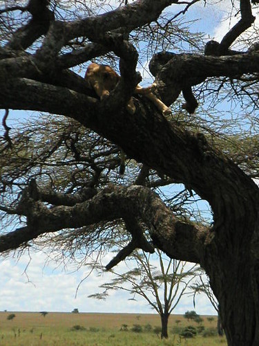 lionne-arbre