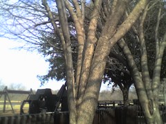 Triss' Tree