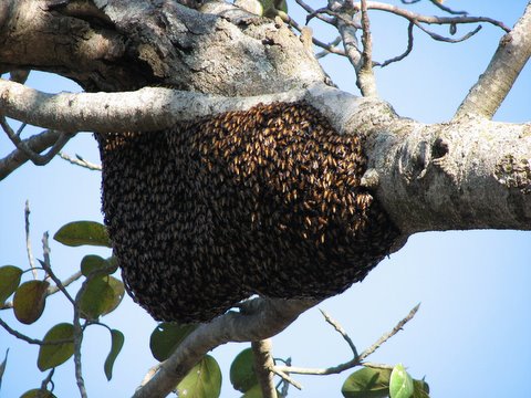 rock bee hive