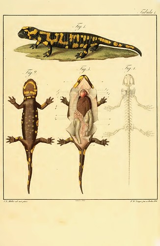 Salamander anatomy