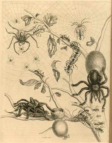 Metamorphosibus Insectorum Surinamensium (p46)