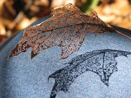 autumn lace