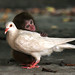 Monkey and Pigeon par macbros