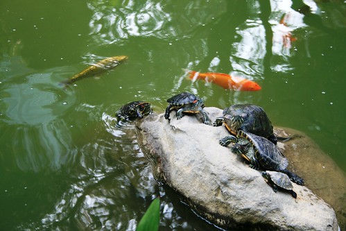 A Bale of Turtles and some Koi