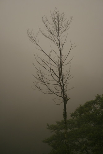 Early morning mist at Gunung Brinchang