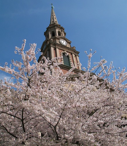 Cherry Blossoms and Steeple