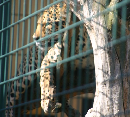 african cats wallpaper. African leopard (Panthera pardus pardus)at Tierpark Berlin 1st March 2005