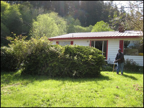 Giant evergreen type bush before removal