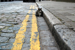 Parked cat doesn't care that he's on double yellow lines