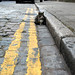 Parked cat doesn't care that he's on double yellow lines