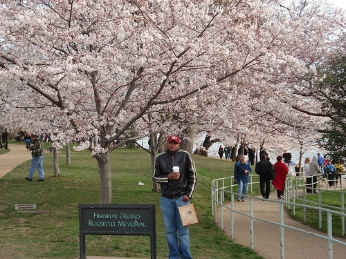 DC Cherry Blossoms 007