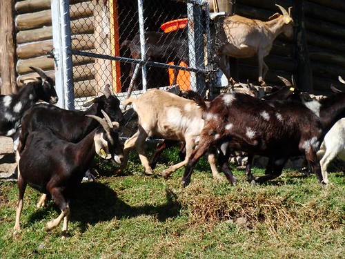 goats running