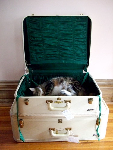 Cat In A Suitcase. cat in the suitcase. I adore the color of the lining
