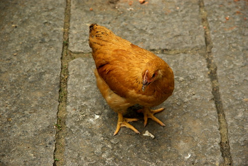 Chicken in Zili village, Kaiping city, China