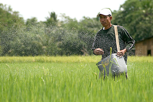 Philippines,Pinoy,Life,rural farm, man, Philippines, rice, rural, scene, traditional,fertilising working farm farmer 