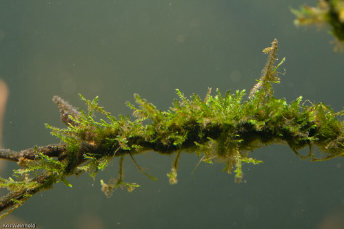 Taiwan Moss