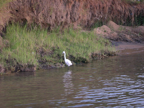 Nile Egret ©  upyernoz