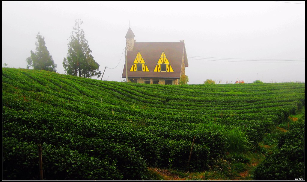 The Foggy Tea Plantation