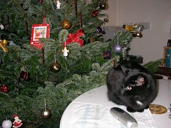 Suzy the cat with Chritmas tree