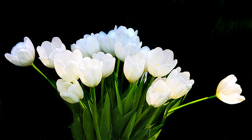 White Tulips by janruss.