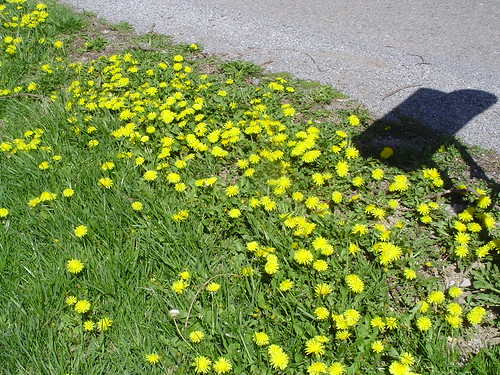 The dandelions in my yard on Saturday...