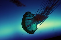 jellyfishing