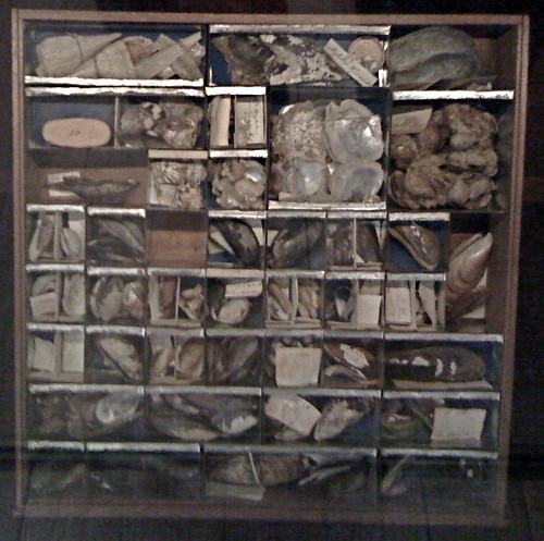 Shells and fossils collection