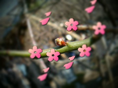 5. Re-Blur Effect and blossoms are out!