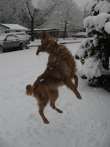 Dog catching snowballs