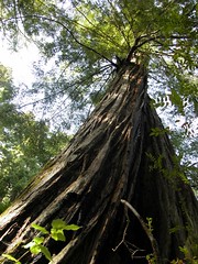 Giant redwoods in Portola Redwoods State Park
