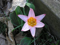 species tulip