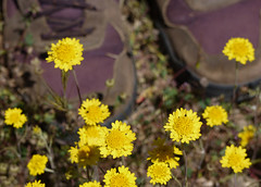 yellow pincushion - chaenactis glabriuscula