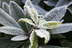 Leaf Frost